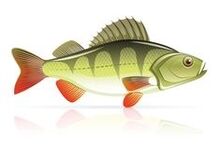 Los mariscos tratan la pancreatitis